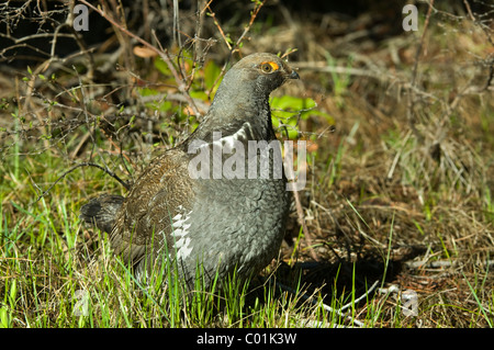 Blue Grouse (Dendragapus Obscurus), Grand-Teton-Nationalpark, Wyoming, USA, Nordamerika Stockfoto