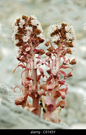 Gemeinsamen Pestwurz (Petasites Hybridus), Ladiz-Alm, Karwendel-Gebirge, Österreich Stockfoto