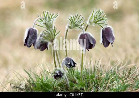 Gemeinsamen Kuhschelle (Pulsatilla Vulgaris), Feldthurns, Alto Adige, Italien, Europa Stockfoto