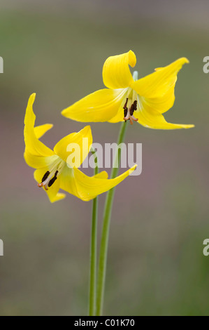 Gletscher-Lily (Erythronium Grandiflorum), Yellowstone-Nationalpark, Wyoming, USA, Nordamerika Stockfoto