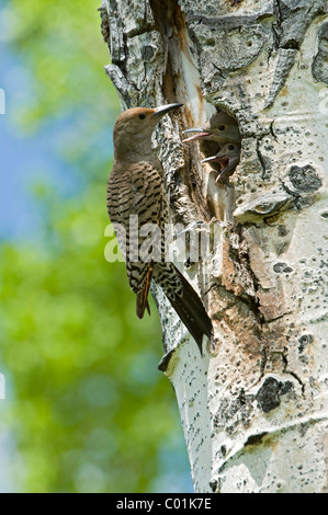 Gemeinsamen Flimmern, Northern Flicker (Colaptes Auratus), Grand-Teton-Nationalpark, Wyoming, USA, Nordamerika Stockfoto