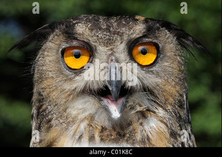 Eurasische Adler-Eule (Bubo Bubo) Stockfoto