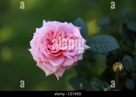 Garten-Rose (Rosa) Stockfoto