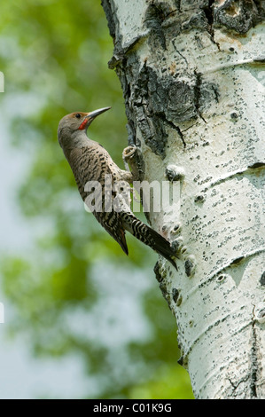 Gemeinsamen Flimmern, Northern Flicker (Colaptes Auratus), Grand-Teton-Nationalpark, Wyoming, USA, Nordamerika Stockfoto