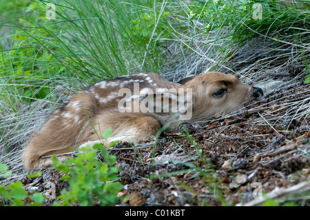 Maultierhirsch (Odocoileus Hemionus), Hirsch Kalb, Yellowstone-Nationalpark, Wyoming, USA, Nordamerika Stockfoto