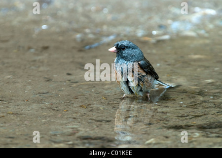 Dunkel-gemustertes Junco (Junco Hyemalis), Grand-Teton-Nationalpark, Wyoming, USA, Nordamerika Stockfoto