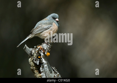 Dunkel-gemustertes Junco (Junco Hyemalis), Grand-Teton-Nationalpark, Wyoming, USA, Nordamerika Stockfoto