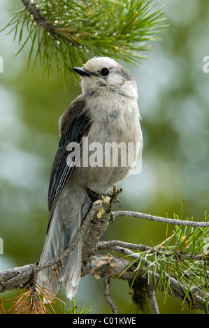 Grau-Jay (Perisoreus Canadensis), Yellowstone-Nationalpark, Wyoming, USA, Nordamerika Stockfoto