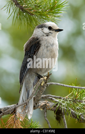 Grau-Jay (Perisoreus Canadensis), Yellowstone-Nationalpark, Wyoming, USA, Nordamerika Stockfoto