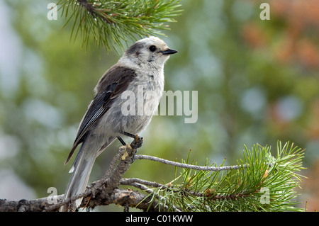 Grau-Jay (Perisoreus Canadensis), Yellowstone-Nationalpark, Wyoming, USA, Nordamerika Stockfoto