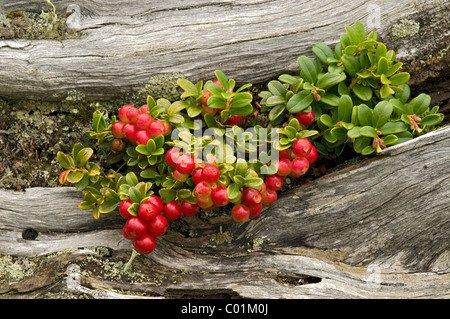 Preiselbeere oder Preiselbeeren (Vaccinium Vitis-Idaea), Nationalpark Nockberge, Kärnten, Österreich, Europa Stockfoto