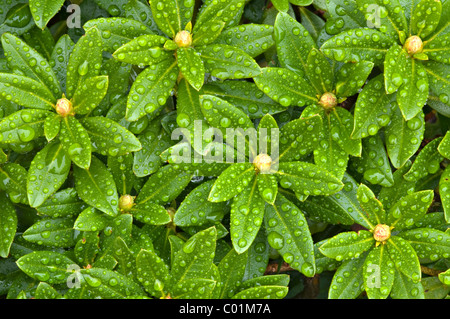 Schnee-Rose oder Rusty-leaved Alpenrose (Rhododendron Ferrugineum), Nationalpark Nockberge, Kärnten, Österreich, Europa Stockfoto