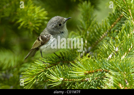 Rubin-gekrönter Goldhähnchen (Regulus Calendula), Weiblich, Grand-Teton-Nationalpark, Wyoming, USA, Nordamerika Stockfoto