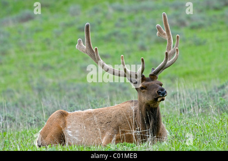 Wapiti, Elche (Cervus Canadensis), Yellowstone-Nationalpark, Wyoming, USA, Nordamerika Stockfoto