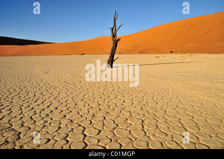 Toter Baum im Dead Vlei, Deadvlei Ton pan im Morgenlicht, Wüste Namib, Namib-Naukluft-Nationalpark, Namibia, Afrika Stockfoto