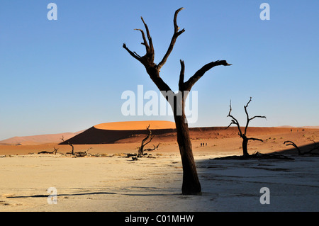 Tote Bäume in der Dead Vlei Deadvlei Ton pan im Morgenlicht, Wüste Namib, Namib-Naukluft-Nationalpark, Namibia, Afrika Stockfoto