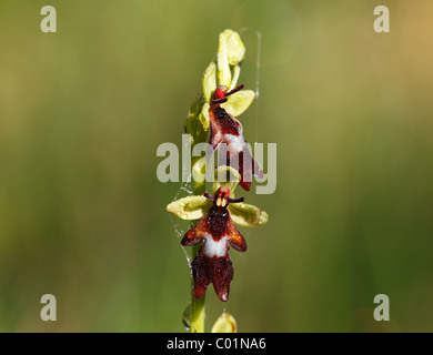 Orchidee (Ophrys Insectifera) fliegen Isar Fluss Auen, Upper Bavaria, Bayern, Deutschland, Europa Stockfoto