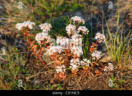 Weiße Fetthenne (Sedum Album), Bayern, Deutschland, Europa Stockfoto