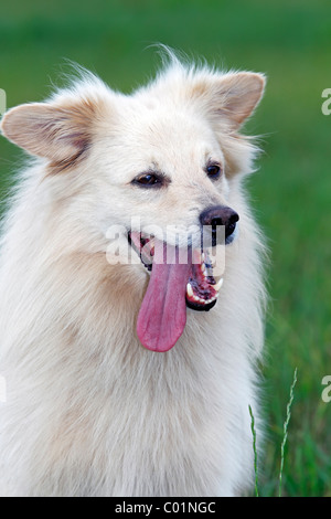 Kleiner weißer Hund, Spitz Mischling (Canis Lupus Familiaris), Porträt, Männlich Stockfoto