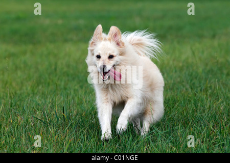 Kleiner weißer Hund, Spitz Mischling (Canis Lupus Familiaris), läuft auf einer Wiese, Männlich Stockfoto