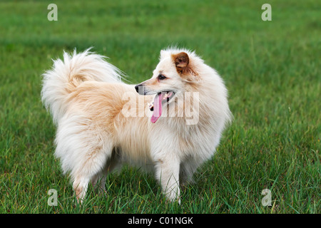 Kleiner weißer Hund, Spitz Mischling (Canis Lupus Familiaris), Männlich Stockfoto
