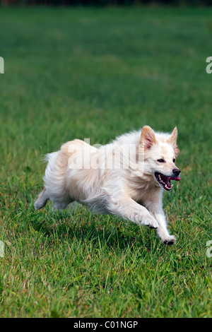 Kleiner weißer Hund, Spitz Mischling (Canis Lupus Familiaris), läuft auf einer Wiese, Männlich Stockfoto