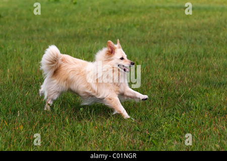 Kleiner weißer Hund, Spitz Mischling (Canis Lupus Familiaris), läuft auf einer Wiese, Männlich Stockfoto