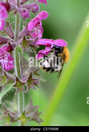 Gemeinsamen Carder Hummel, Bombus Pascuorum, Hymenoptera, Apidae, Apoidea, Taillenwespen Stockfoto