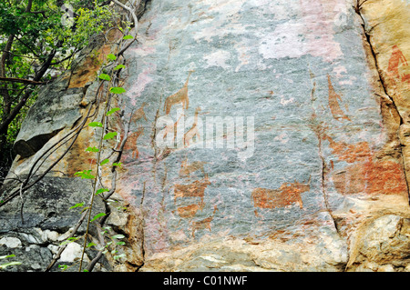 Felszeichnungen, Petroglyphen, Tiere, UNESCO World Heritage Site Tsodilo Hills, Botswana, Afrika Stockfoto