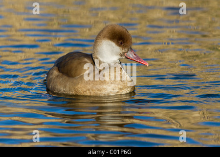 Rot-crested Tafelenten, Netta Rufina, weiblich. Norfolk. Stockfoto