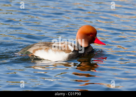 Rot-crested Tafelenten, Netta Rufina, Männlich, Norfolk, Stockfoto