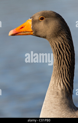 Graugans Anser Anser, Norfolk Stockfoto