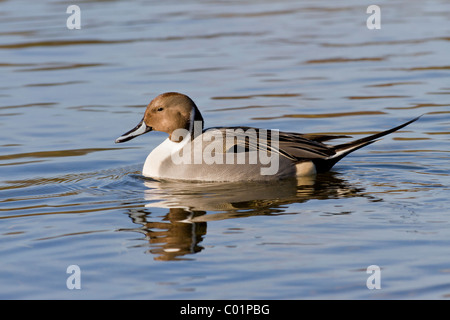 Pintail, Anas Acuta, männlich. Norfolk Stockfoto