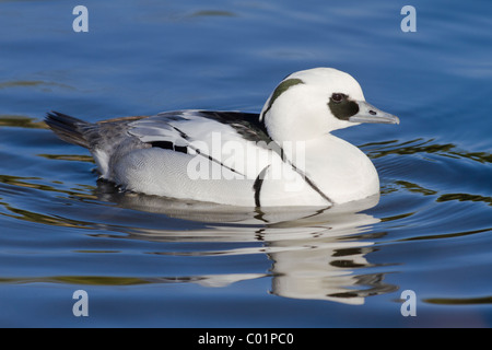 Zwergsäger, Mergus Albellus, Männlich, Norfolk Stockfoto