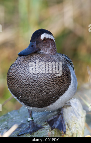 Garganey, Anas Querquedula, männlich. Norfolk Stockfoto