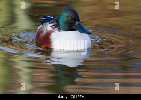 Gemeinsamen Löffelenten, Anas Clypeata, Männlich, Norfolk Stockfoto