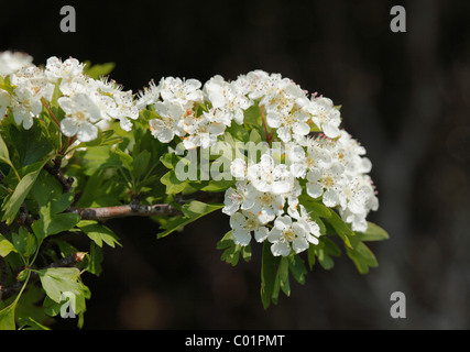 Gemeinsamen Weißdorn (Crataegus Monogyna), Irland, Europa Stockfoto