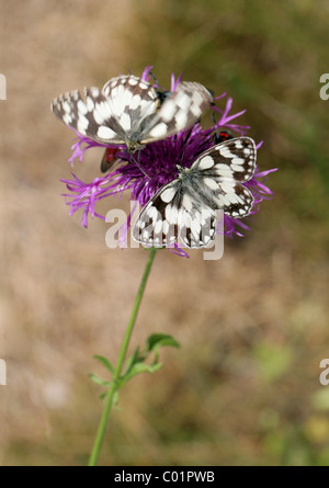 Marmorierte weiße Schmetterlinge, Melanargia Galathea, Nymphalidae, im Wettbewerb mit sechs Spot Burnet Motten an einer größeren Flockenblume Blüte Stockfoto