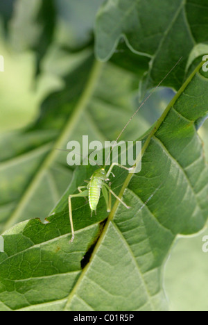 Eiche Bush Cricket oder Trommeln Grashuepfer Nymphe, Meconema Thalassinum, Tettigoniidae, Orthopteren, auf Eiche Blatt. Stockfoto