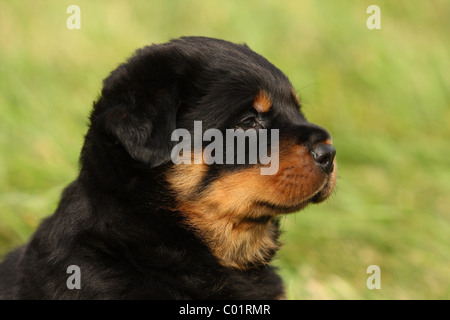 Rottweiler Welpen Stockfoto