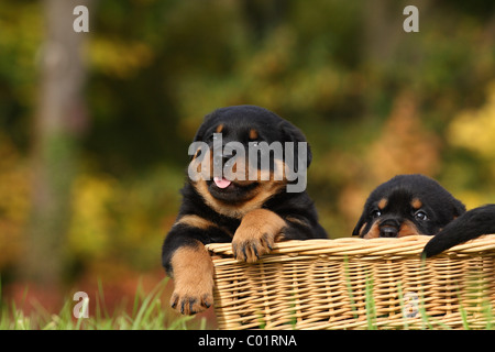 Rottweiler Welpen Stockfoto