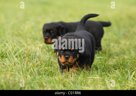 Rottweiler Welpen Stockfoto