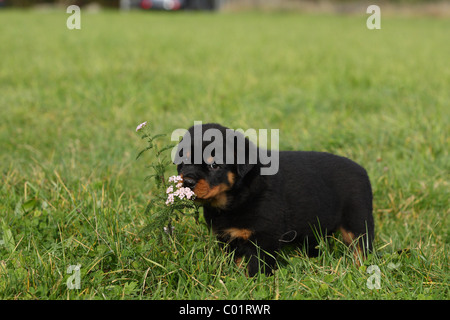 Rottweiler Welpen Stockfoto