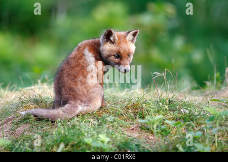 Rotfuchs (Vulpes Vulpes), Jungtier, sitzen auf einer Wiese Stockfoto