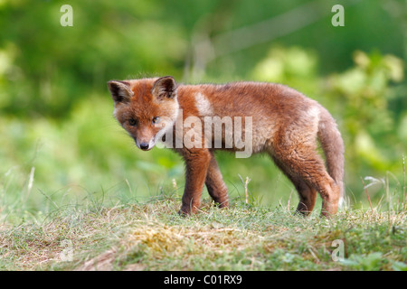 Rotfuchs (Vulpes Vulpes), Jungtier, stehend auf einer Wiese Stockfoto