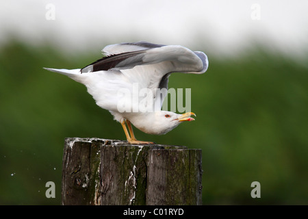 Kaspische Möve (Larus Cachinnans) dehnen Stockfoto