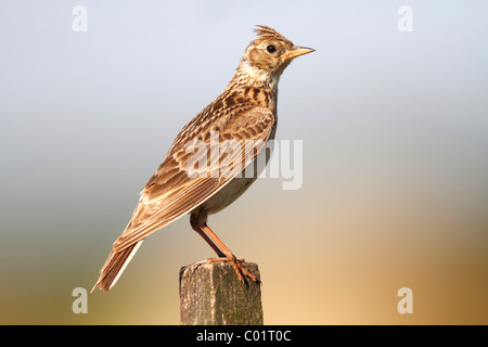 Feldlerche (Alauda Arvensis) sitzt auf einem Zaunpfosten Stockfoto