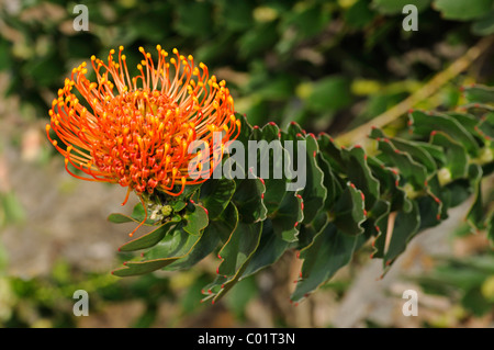 Roten Nadelkissen protea (Leucospermum Cordifolium), Cape Flora, Cape Floral Kingdom, Südafrika Stockfoto