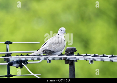 Collared Dove sitzen auf TV-Antenne Stockfoto