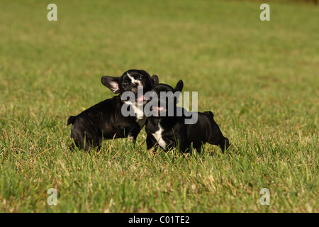 Französische Bulldogge Welpen Stockfoto